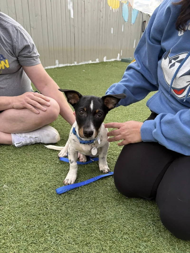 A young small-sized male Black Jack Russell Terrier dog named Eddie for adoption in Breinigsville, PA