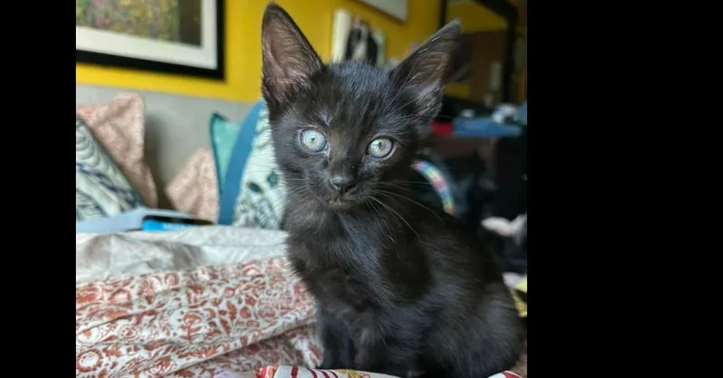 A baby small-sized female Black Domestic Short Hair cat named Gretel for adoption in Groveland, MA