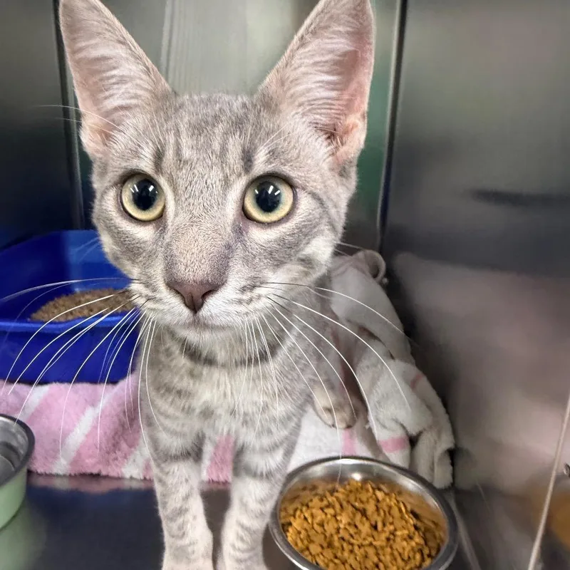 A young medium-sized male Gray / Blue / Silver Domestic Short Hair cat named Where's Waldo for adoption in Newark, NJ