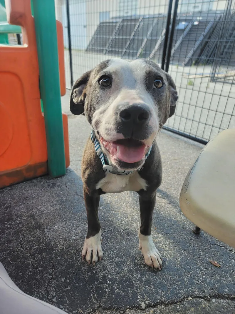 An adult medium-sized female Mixed Breed dog named Matcha for adoption in Pleasant Ridge, MI