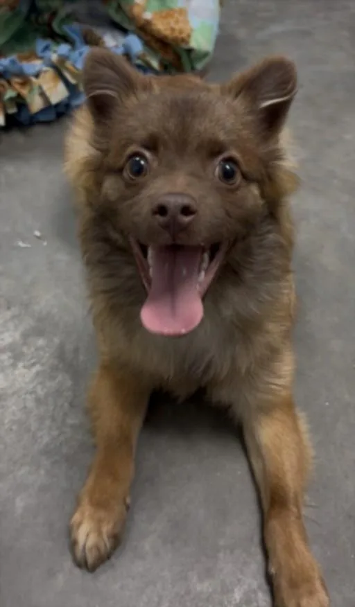 A young small-sized male Pomeranian dog named Sasha for adoption in Los Angeles, CA