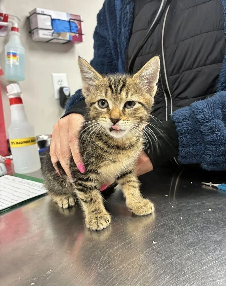 A young medium-sized female Domestic Short Hair cat named Tomato for adoption in Marietta, GA