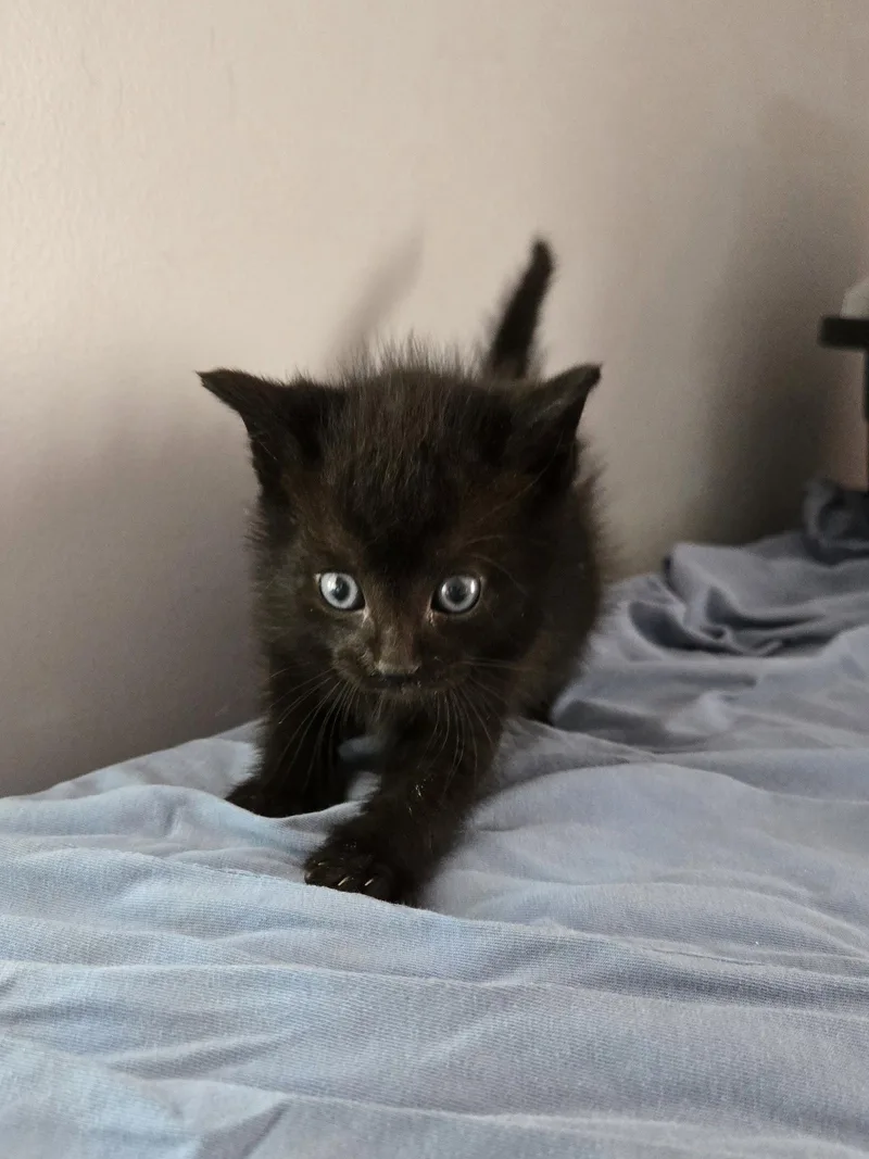 A baby medium-sized male Black Domestic Short Hair cat named Craig for adoption in Trenton, NJ