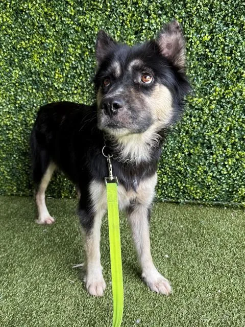 An adult small-sized female German Shepherd Dog dog named Dorris for adoption in Naples, FL