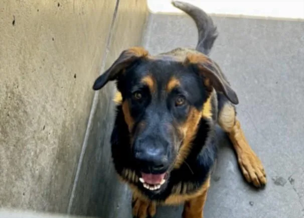 A young medium-sized male German Shepherd Dog dog named Winston for adoption in Los Angeles, CA