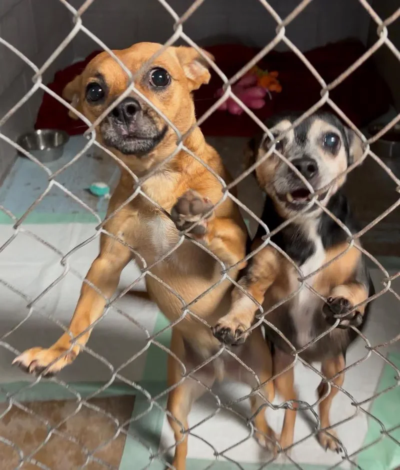 An adult small-sized male Chihuahua dog named Mikey for adoption in Ada, OK