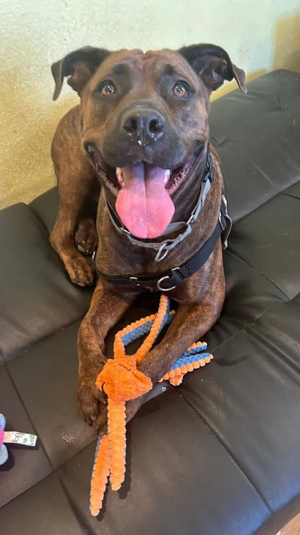 An adult extra large-sized female Mixed Breed dog named Portia for adoption in Austin, TX