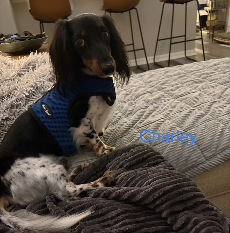 Charley thumbnail 2