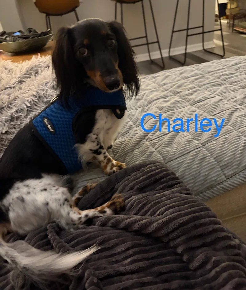 Charley thumbnail 3
