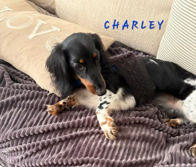 Charley thumbnail 4