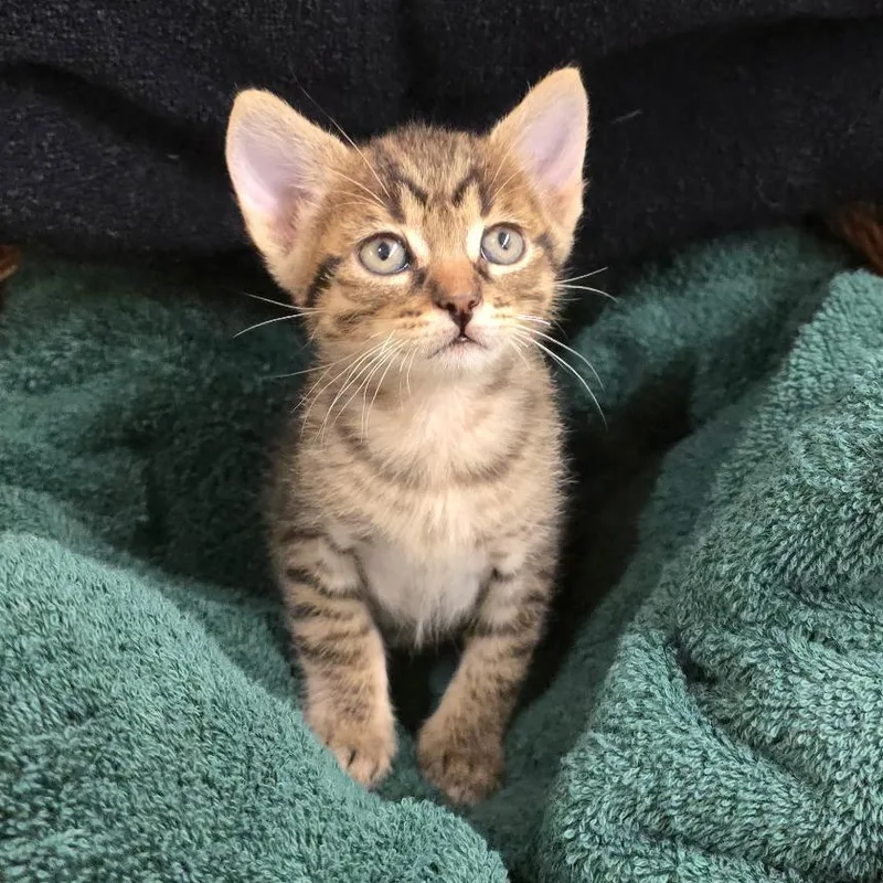 A baby small-sized male Brown / Chocolate Domestic Short Hair cat named Lambie for adoption in Long Beach, CA