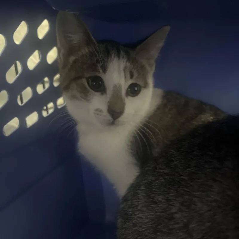 A baby small-sized female Brown / Chocolate Domestic Short Hair cat named Amy for adoption in Bismarck, ND