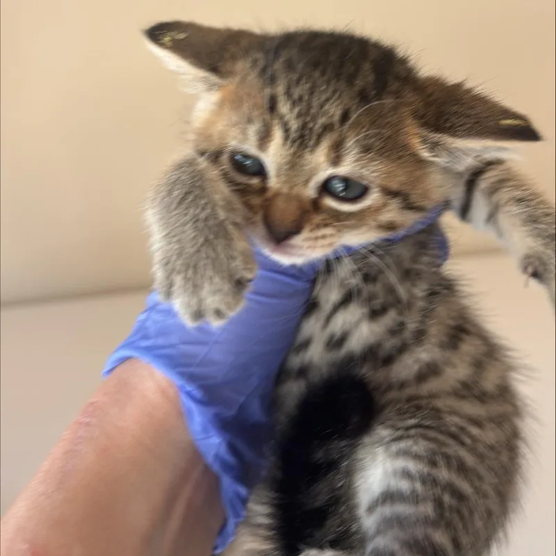 A baby small-sized female Torbie Domestic Short Hair cat named Enchilada for adoption in Kanab, UT