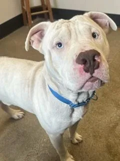 A young large-sized male Pit Bull Terrier dog named Elvis for adoption in Cleveland, OH