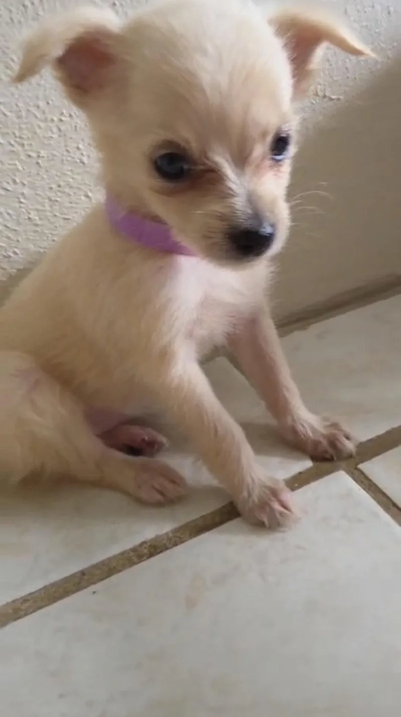 A baby small-sized female Chihuahua dog named Barbie for adoption in Virginia Beach, VA