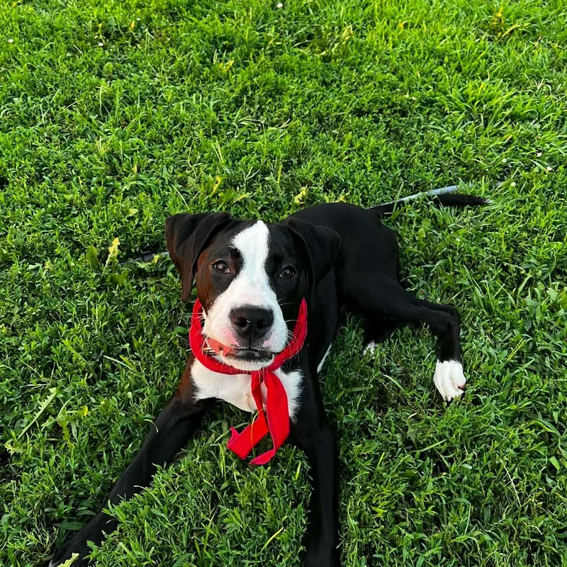 A young medium-sized male Mixed Breed dog named Link for adoption in East Peoria, IL
