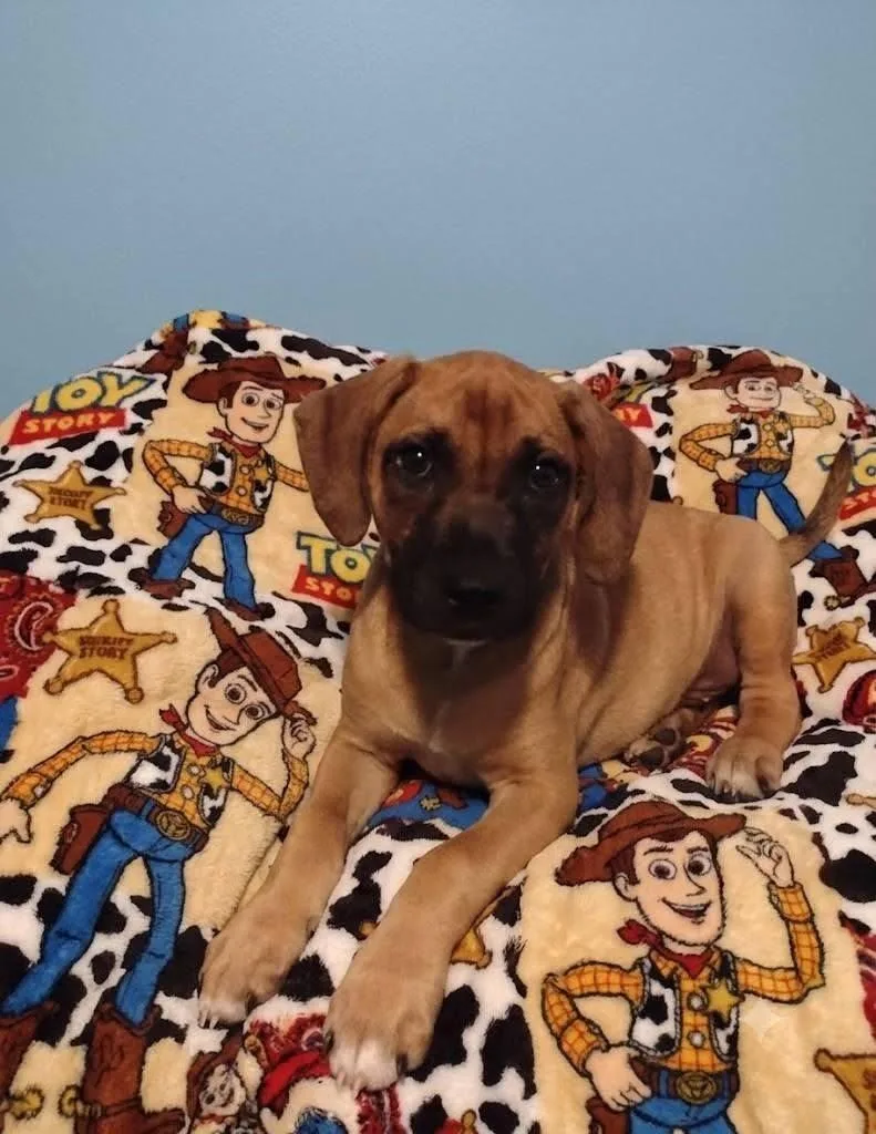 A young medium-sized male Black Mouth Cur dog named Woody for adoption in Winter haven, FL