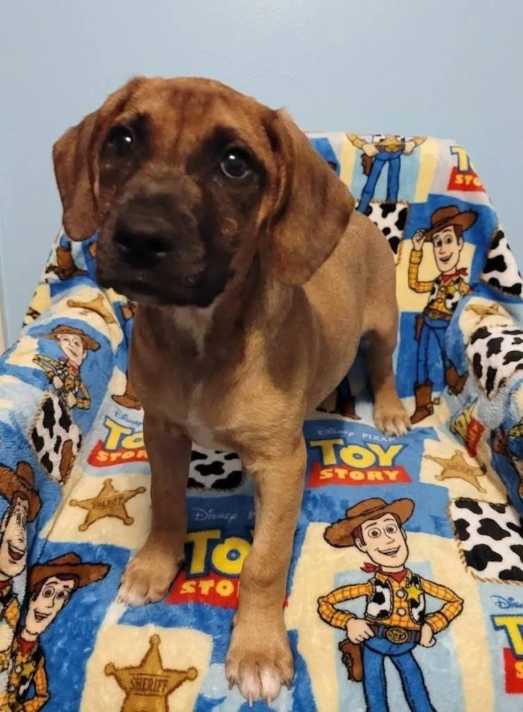 Woody thumbnail 2