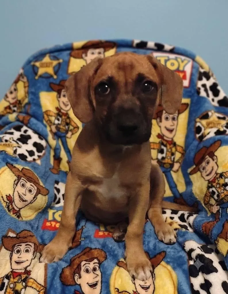 Woody thumbnail 3