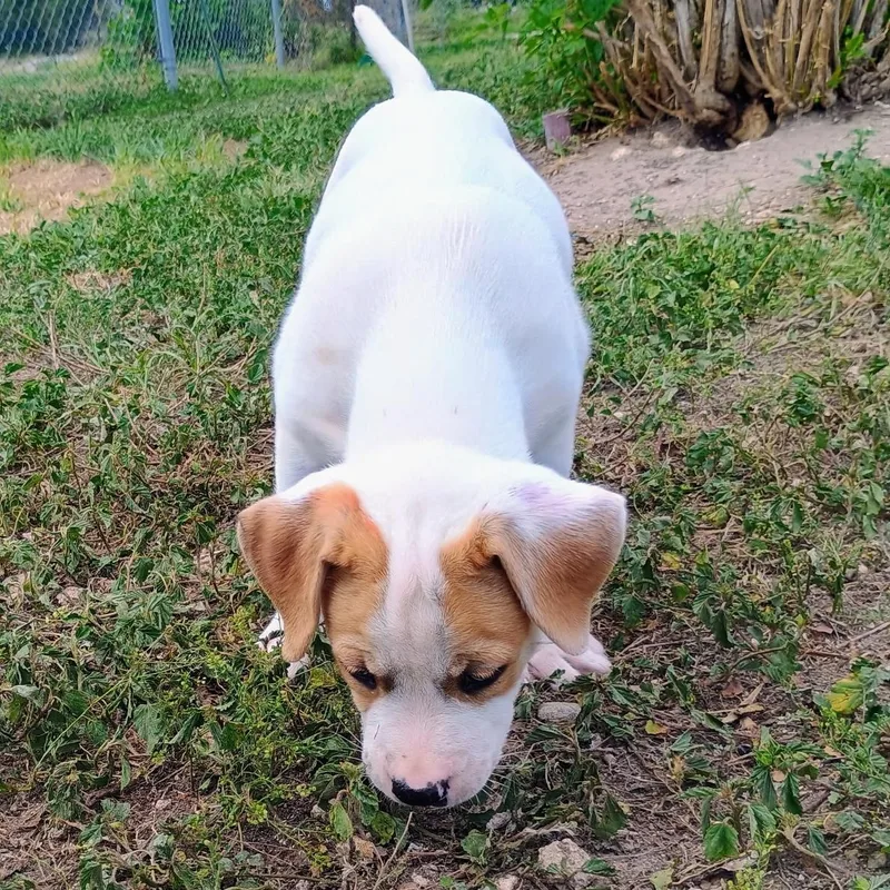 A baby medium-sized male White / Cream Labrador Retriever dog named Mochi for adoption in Chatham, NJ
