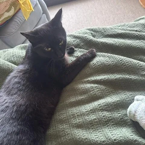 An adult medium-sized female Black Domestic Short Hair cat named She Shed for adoption in St. Paul, MN