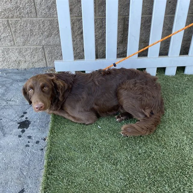 A young large-sized male Chesapeake Bay Retriever dog named Stetson for adoption in Modesto, CA