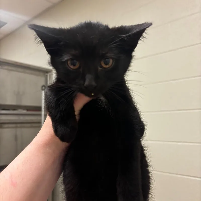 A baby small-sized male Black Domestic Short Hair cat named Leonard for adoption in Bristol, IN