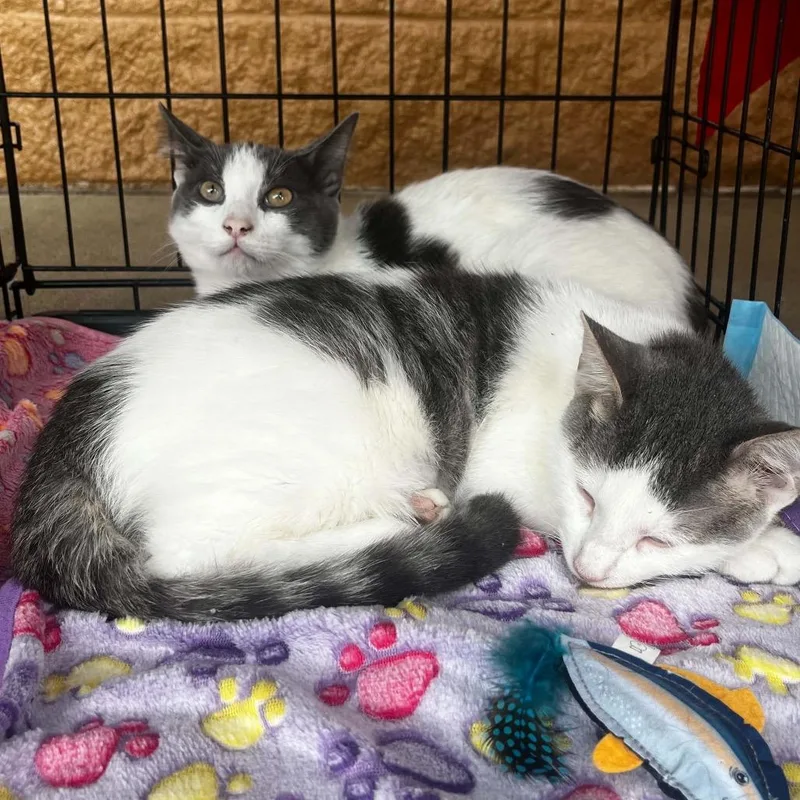A young small-sized male Gray / Blue / Silver Domestic Short Hair cat named Copper for adoption in Pasadena , MD