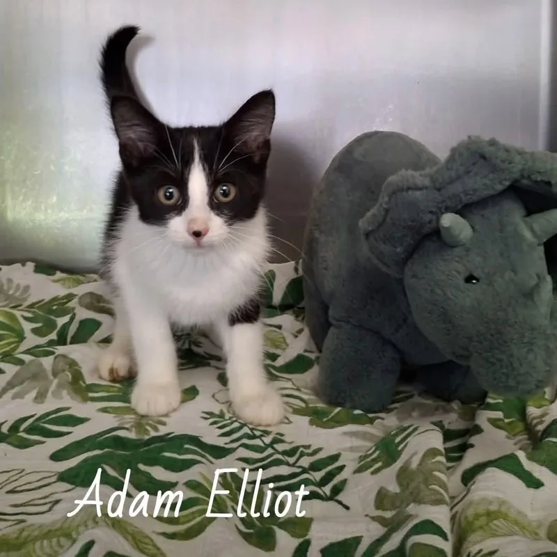 A baby medium-sized male Black & White / Tuxedo Domestic Short Hair cat named Adam Elliot for adoption in Wyandotte, MI
