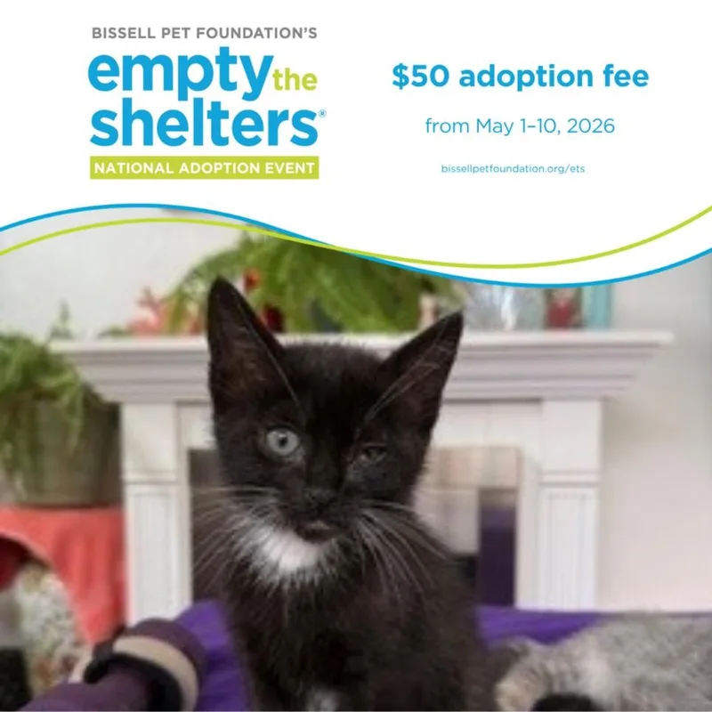A baby small-sized female Domestic Short Hair cat named Cronut for adoption in Santa Cruz, CA