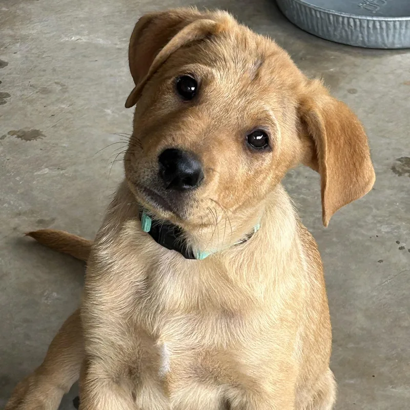 A baby large-sized female Rottweiler dog named Hannah for adoption in Krum, TX