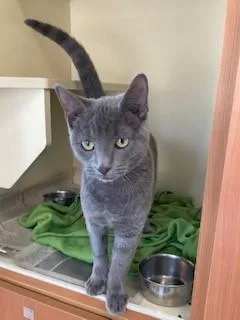 Buttercup thumbnail 3