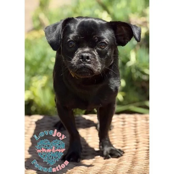 A baby small-sized male Black Puggle dog named Tug COH for adoption in Inglewood, CA