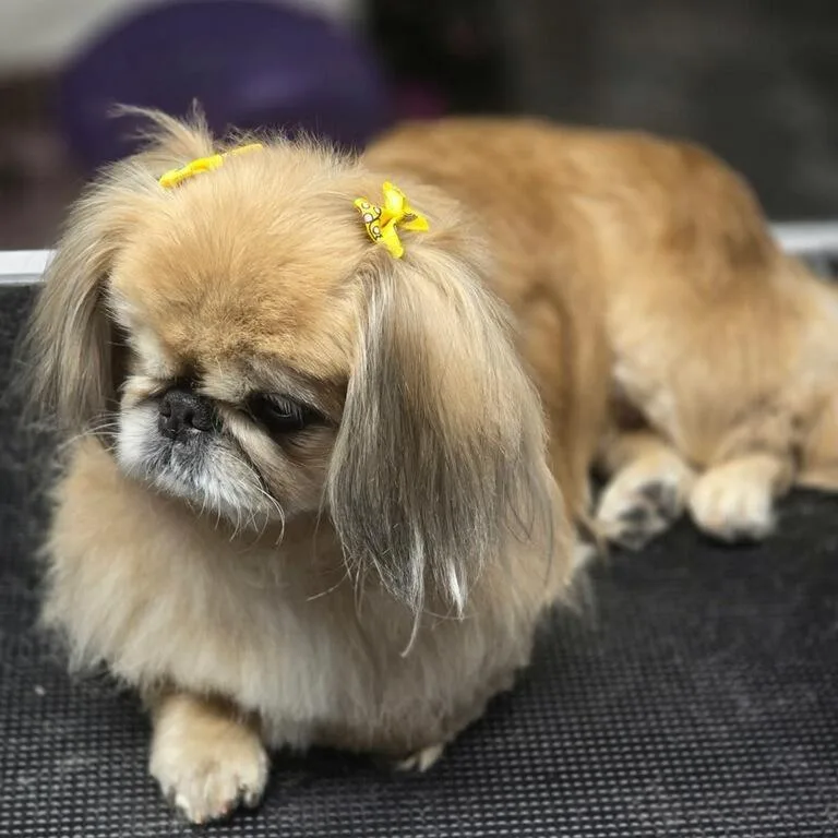 A senior small-sized female Yellow / Tan / Blond / Fawn Pekingese dog named Delilah for adoption in Martinsburg, WV