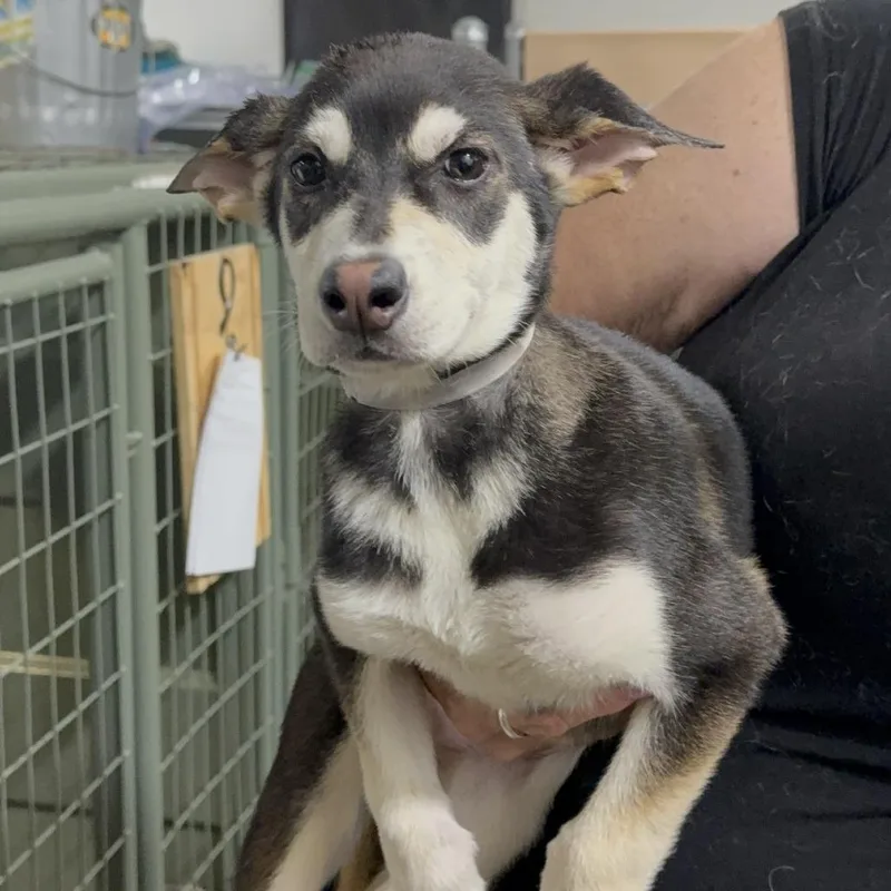A baby small-sized female German Shepherd Dog dog named Malaya for adoption in LOXAHATCHEE, FL