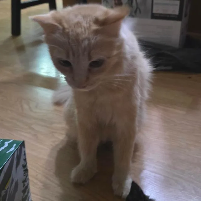 An adult medium-sized female Orange / Red Domestic Long Hair cat named Butterfly Meet me at for adoption in Buffalo, MN