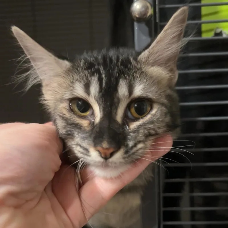 A baby small-sized female Domestic Short Hair cat named Skyrizzi for adoption in Odessa, TX