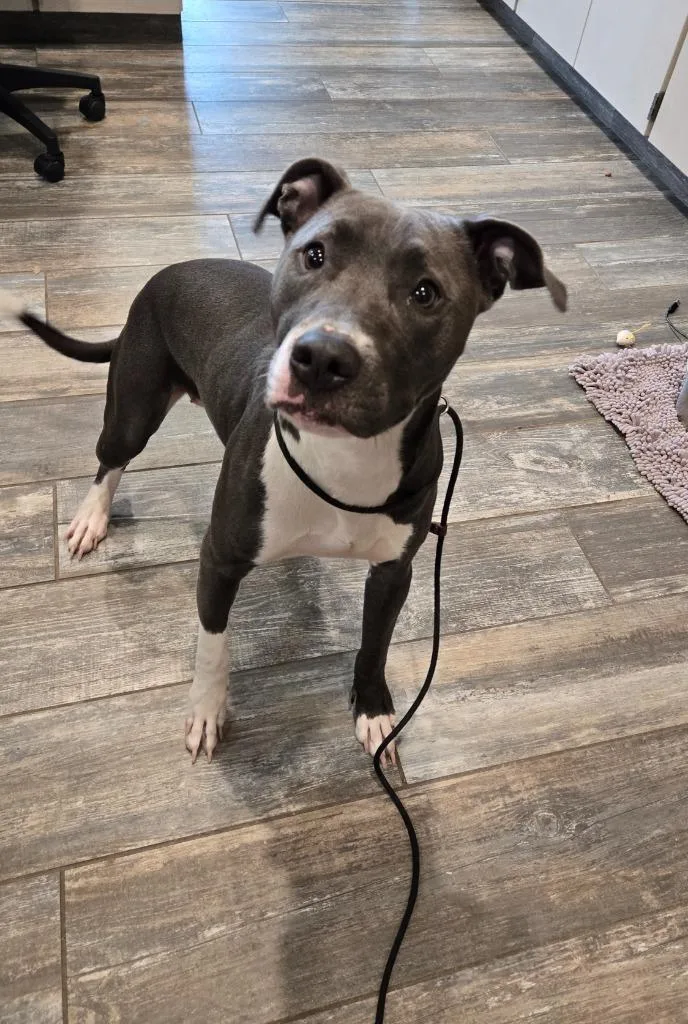 A young large-sized female Pit Bull Terrier dog named Cassie Yrly for adoption in Sidney, OH