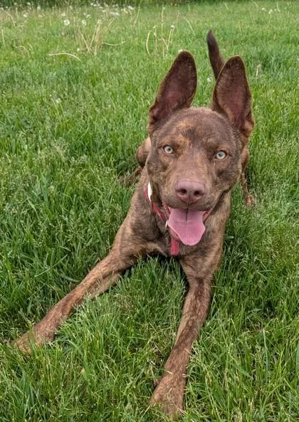 An adult medium-sized male Mixed Breed dog named Bronze for adoption in Baraboo, WI