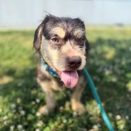 An adult medium-sized male Brown / Chocolate Terrier dog named Coca Cola for adoption in Rockville, MD