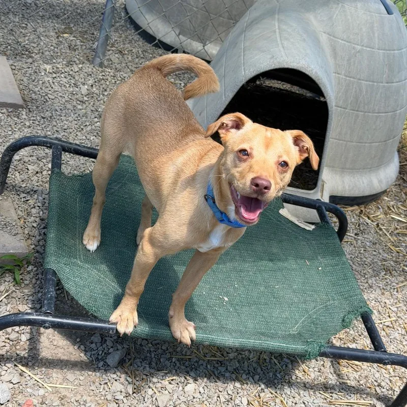 A young medium-sized male Yellow / Tan / Blond / Fawn Jack Russell Terrier dog named Comet for adoption in Uniontown, PA