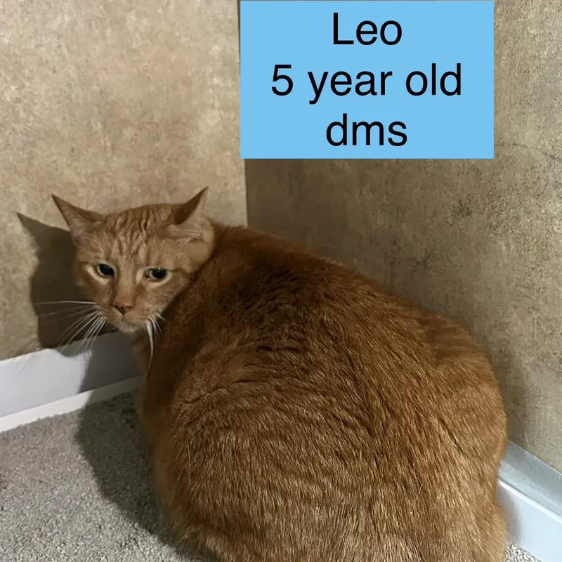 An adult small-sized male Orange / Red American Shorthair cat named Leo for adoption in Tampa, FL