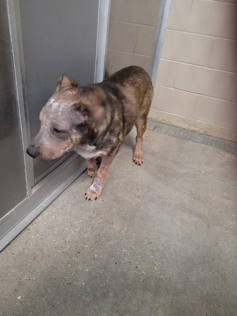A baby large-sized male Labrador Retriever dog named Chubs for adoption in Huntsville, TX