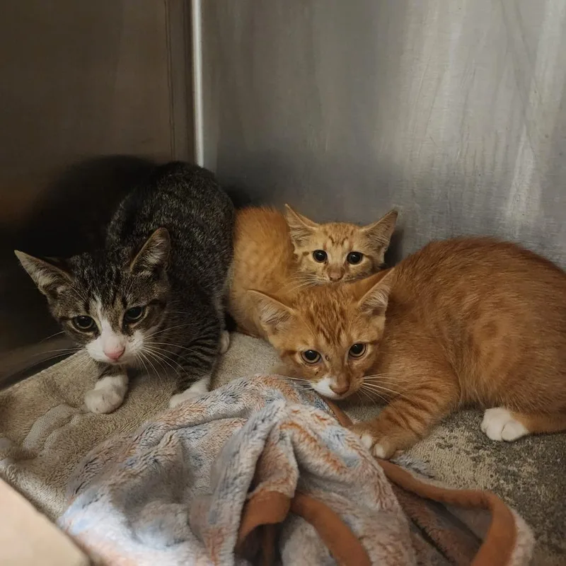 A baby small-sized female Orange / Red Domestic Short Hair cat named Melissa for adoption in Evensville, TN