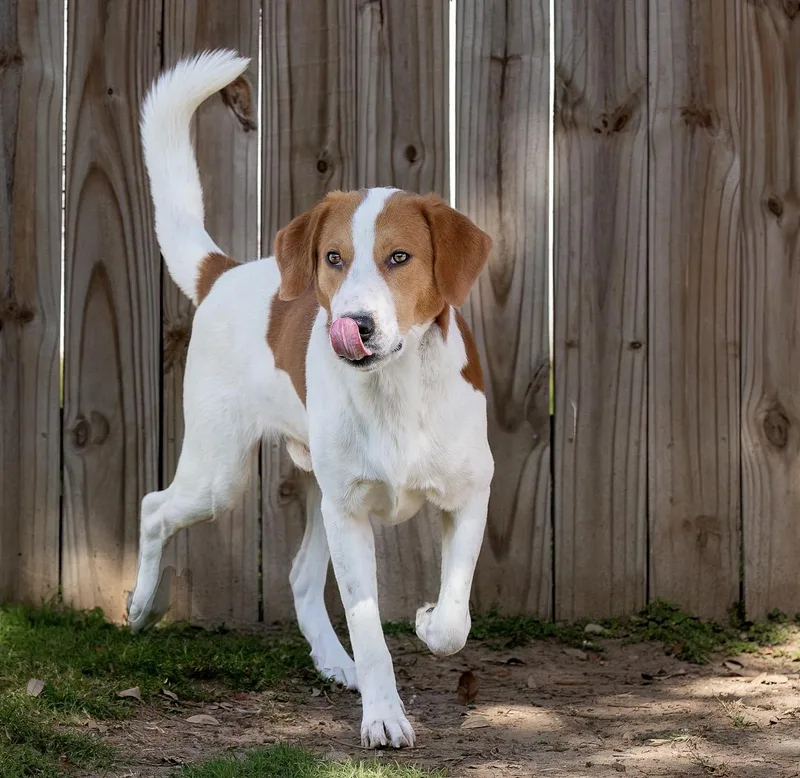 A young large-sized male White / Cream Hound dog named Sweet Gum for adoption in Tomball, TX
