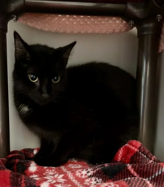 A young medium-sized male Domestic Short Hair cat named Charcoal for adoption in Kalamazoo, MI