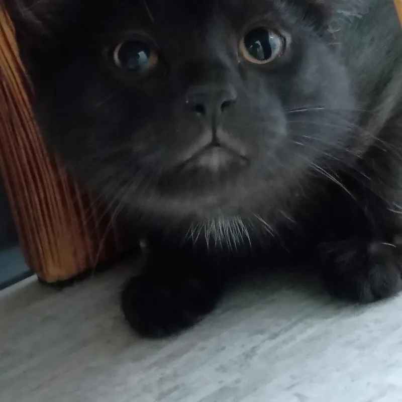 A baby small-sized male Domestic Short Hair cat named Tommy for adoption in Muncie, IN