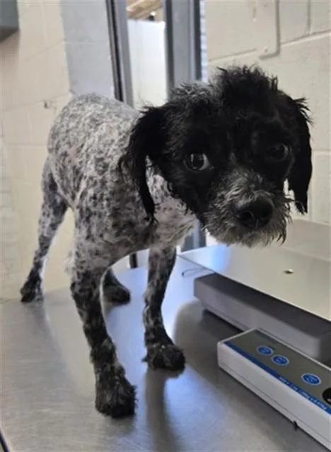 A young small-sized male Shih Tzu dog named Benny Bear for adoption in San Bernardino, CA
