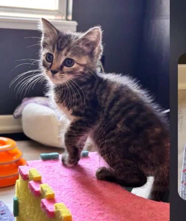 A baby medium-sized female Tiger cat named Kit Kat for adoption in Carroll, OH