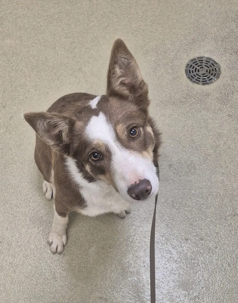 An adult medium-sized female Border Collie dog named Amber for adoption in Petaluma, CA